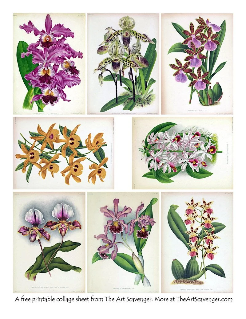 Free Orchid Collage Sheet Printables — The Art Scavenger